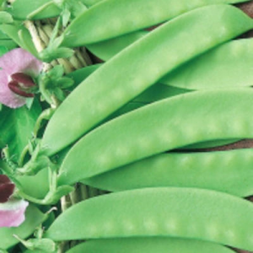 Semence Pois CAROUBY DE MAUSSANE - BIO