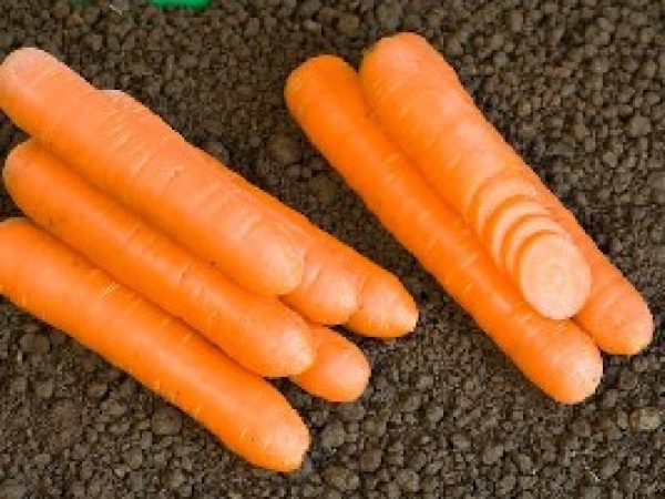Semence Carottes NANTAISE 2 TIP TOP - BIO
