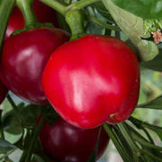 HOT CHERRY - BIO