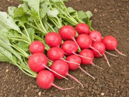 Semence Radis GEANT DE SICILE - BIO