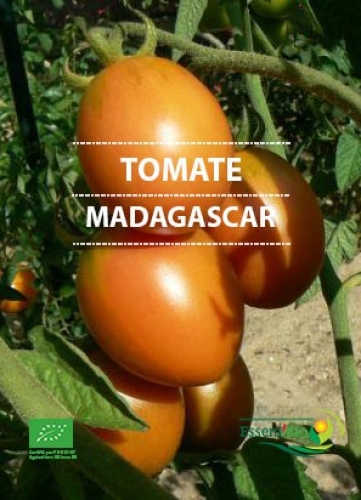 Semence Ronde MADAGASCAR - BIO