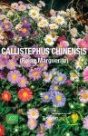 CALLISTEPHUS CHINENSIS ( Reine Marguerite ) - BIO