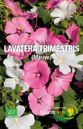 Semence Semences florales LAVATERA TRIMESTRI ( Mauve ) - BIO