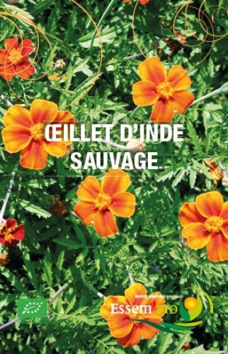 Semence Semences florales OEILLET D'INDE SAUVAGE - BIO