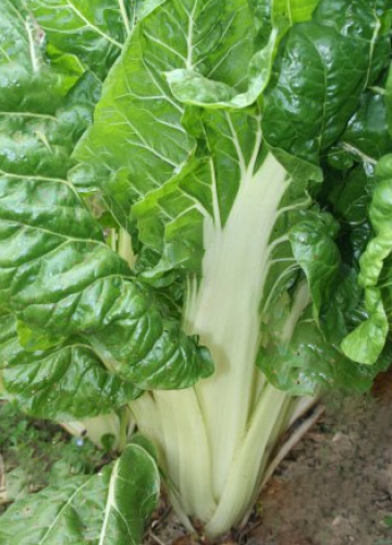 Semence Côtes de bette VERTE A CARDE BLANCHE 2  - BIO