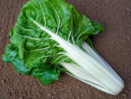 Semence Côtes de bette VERTE A CARDE BLANCHE 2  - BIO