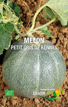 PETIT GRIS DE RENNES - BIO
