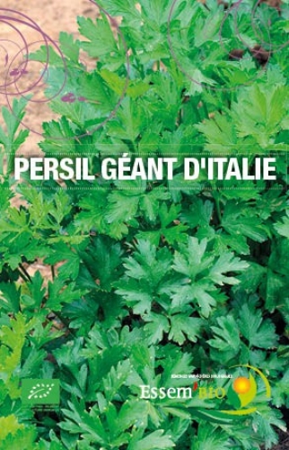 Semence Semences de condimentaires PERSIL PLAT ( Géant d'Italie ) - BIO
