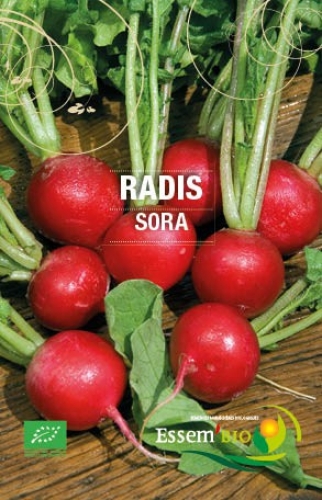 Semence Radis SORA - BIO