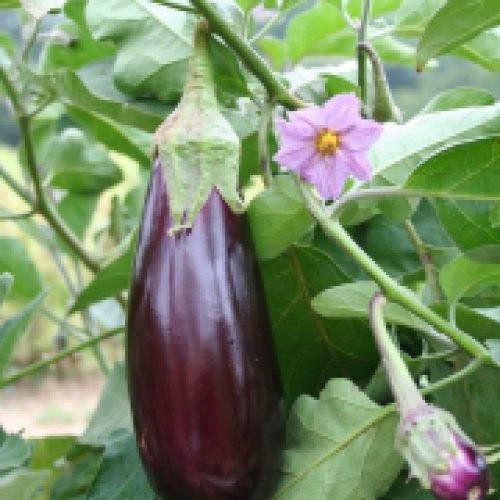 Semence Aubergines Violette de Toulouse - BIO