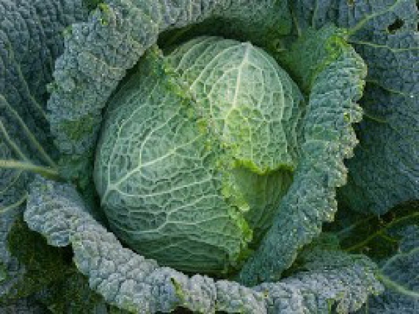 Semence Choux pommés blancs WINTERFURST - BIO