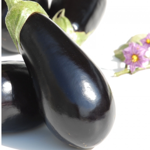 Semence Aubergines F1 SHAKIRA F1 - BIO