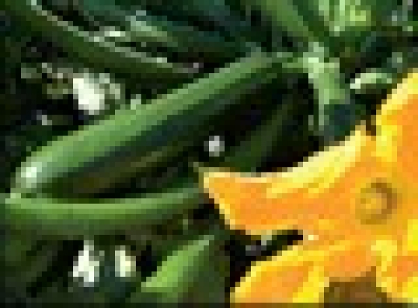 Semence Courgettes F1 CASSIOPEE F1 - BIO