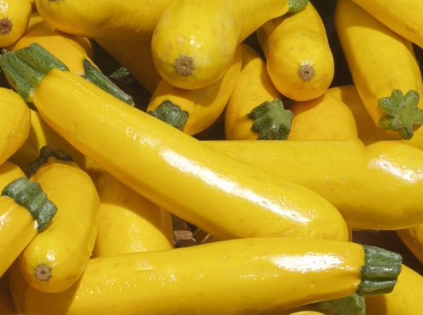 Semence Courgettes F1 GOLDY F1 - BIO