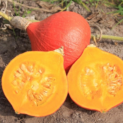 Semence Courges FICTOR - BIO