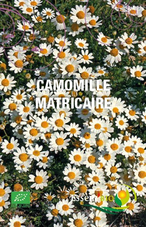 CAMOMILLE MATRICAIRE - BIO