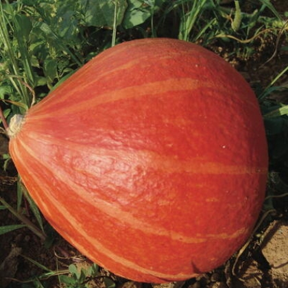 Semence Courges GOLDEN HUBBARD - BIO