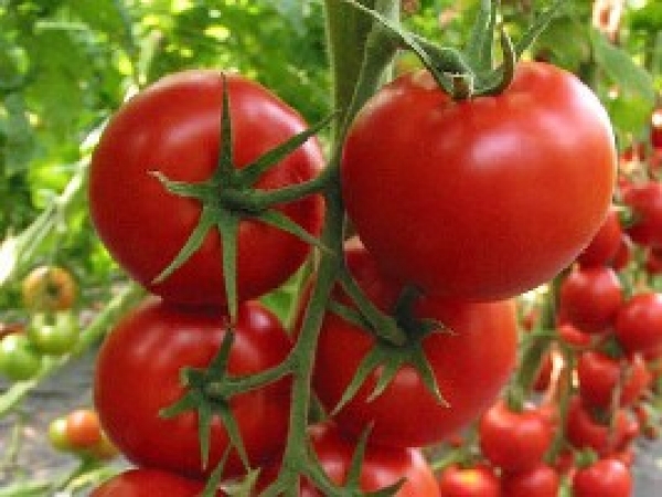 Semence Tomates F1 PILU - BIO