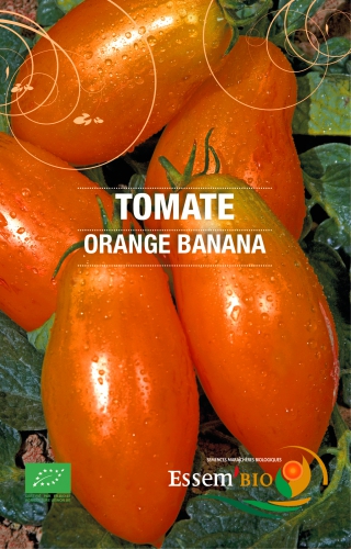 Semence Tomates ORANGE BANANA - BIO