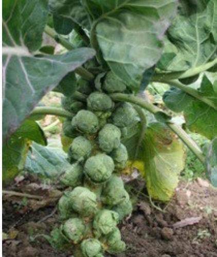 Semence Chou-fleur / brocolis / de chine/ de bruxelles IDEMAR - BIO