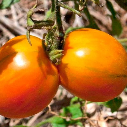 Semence Tomates MATT'S FOLLY - BIO