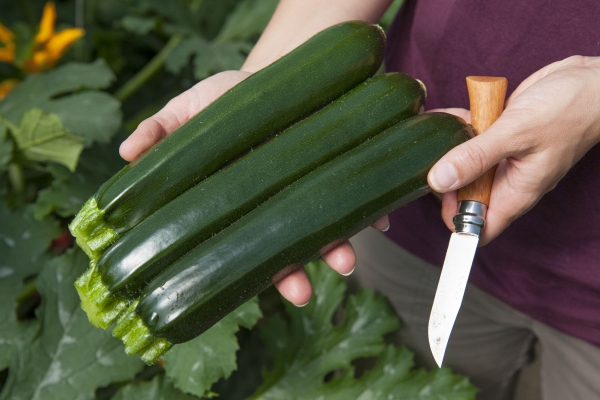 Semence Courgettes F1 TWITTER F1 - BIO