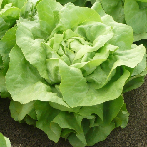 Semence Laitues pommées de pleine terre VILANDRY - BIO