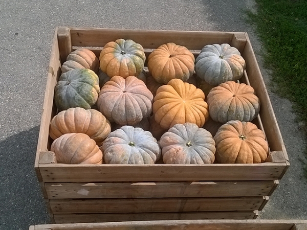 Semence Courges F1 MANOSK F1 - BIO