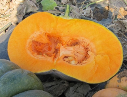 Semence Courges F1 MANOSK F1 - BIO