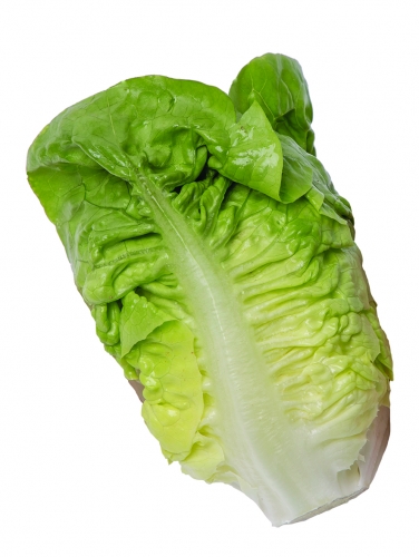 Semence Graines enrobées ELYZIUM - BIO