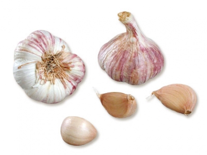Semence Semence d'ail GERMIDOUR - BIO (Livraison à partir du 15 Octobre)