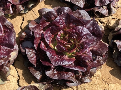 Semence Gamme professionnels MIAKA - BIO