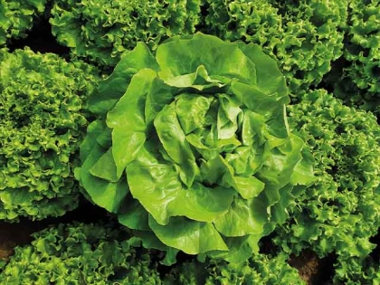 Semence Laitues pommées de pleine terre BASIDRA - BIO
