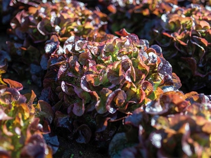 Semence  ANGELIX - BIO