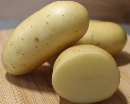 Semence Pommes de terre ATHENA (Livraison à partir du 15 février)