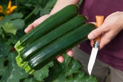 Semence Courgettes F1 MAVERIC F1 - BIO