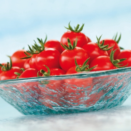 Semence Cerises F1 TASTYNO F1 - BIO