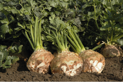 Semence  YARA F1 - BIO