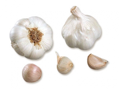 Semence Semence d'ail MESSIDROME - BIO (livraison à partir du 15 octobre)