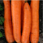 FESTIVA (SAT 507) - BIO