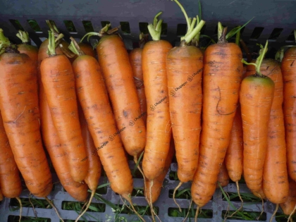 Semence Carottes CARENTAN - BIO