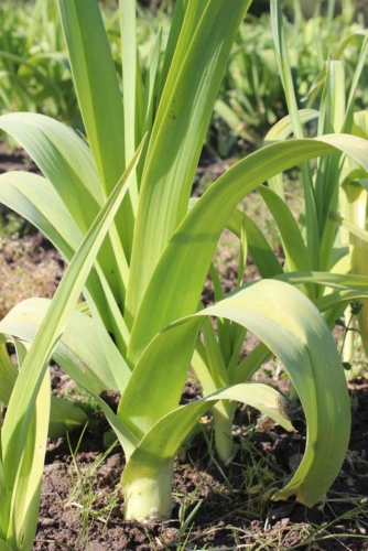 Semence Poireaux JAUNE DU POITOU - BIO
