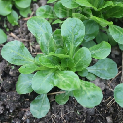 Semence Mâches TROPHY - BIO