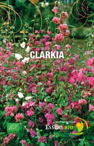 Semence Semences florales CLARKIA - BIO