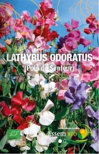 Semence Semences florales LATHYRUS ODORATUS (pois de senteur) - BIO