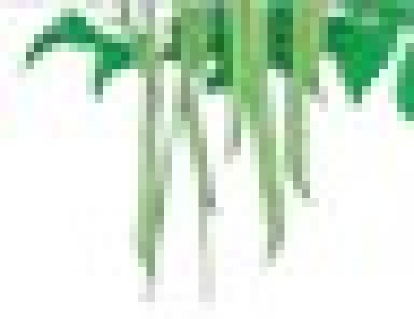 Semence Haricots nains MAXI - BIO