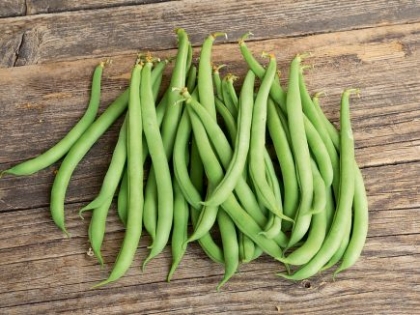 Semence Haricots nains MAXI - BIO