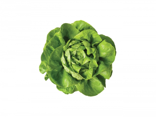 Semence Laitues d'abris FAKTO - BIO