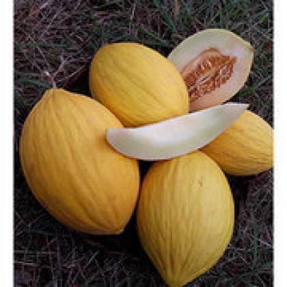 Semence Melons JAUNE CANARI 3 - BIO