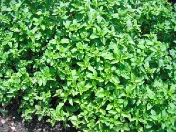 Semence Semences condimentaires MARJOLAINE (origanum marjorana) - BIO